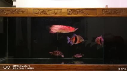 1米8魚缸養(yǎng)幾條魚最好看：1米8的大魚缸適合養(yǎng)多少條魚