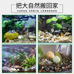 鵝卵石造景魚缸教學(xué)設(shè)計：鵝卵石造景的技巧 魚缸百科 第3張