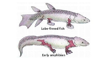 斑馬魚 解剖：斑馬魚的解剖 斑馬狗頭魚 第2張