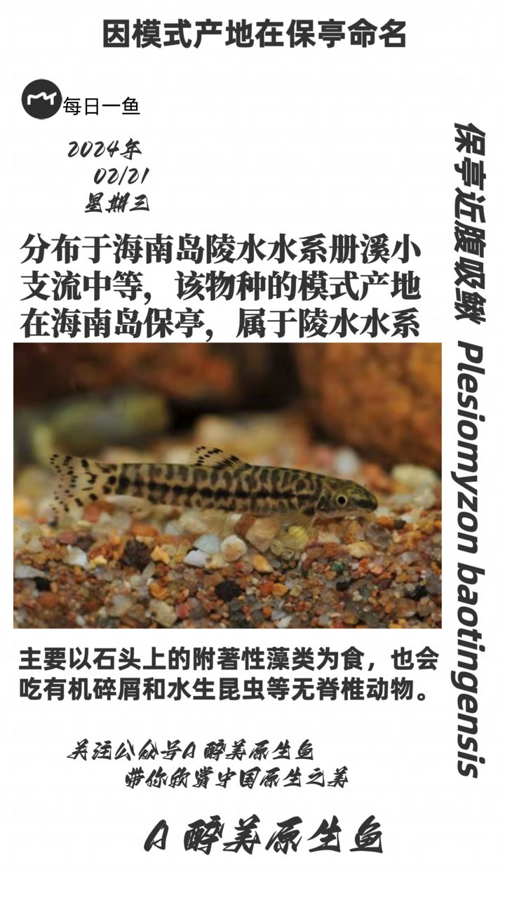 保亭近腹吸鰍：分布于海南島 觀賞魚論壇