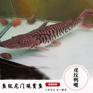 斑馬鴨嘴魚(yú)值得養(yǎng)么：斑馬鴨嘴魚(yú)和珍珠魚(yú)有什么區(qū)別