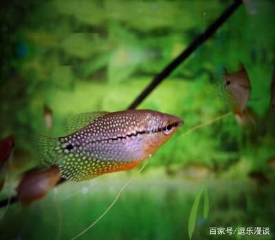 斑馬鴨嘴魚(yú)值得養(yǎng)么：斑馬鴨嘴魚(yú)和珍珠魚(yú)有什么區(qū)別