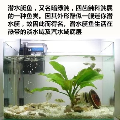 斑馬狗頭魚缸里都需要什么水：斑馬狗頭魚養(yǎng)殖斑馬狗頭魚的理想水質(zhì)應具備以下特點 斑馬狗頭魚 第3張