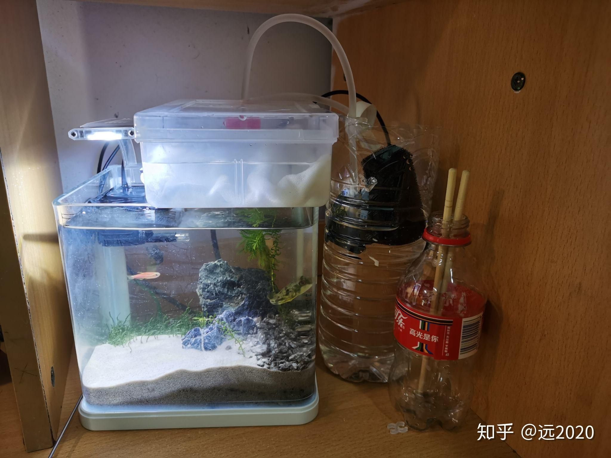 斑馬狗頭魚缸里都需要什么水：斑馬狗頭魚養(yǎng)殖斑馬狗頭魚的理想水質(zhì)應具備以下特點 斑馬狗頭魚 第2張