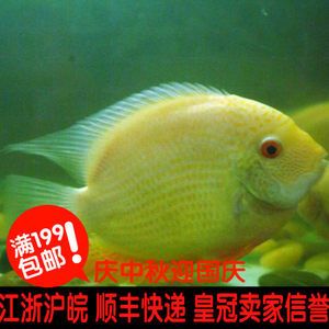 泰國(guó)虎熱帶魚：泰國(guó)虎熱帶魚怎么養(yǎng)？ 泰國(guó)虎魚 第2張