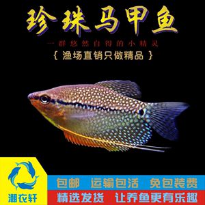 泰國(guó)虎熱帶魚：泰國(guó)虎熱帶魚怎么養(yǎng)？ 泰國(guó)虎魚 第3張