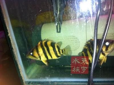 泰國(guó)虎熱帶魚：泰國(guó)虎熱帶魚怎么養(yǎng)？ 泰國(guó)虎魚 第1張