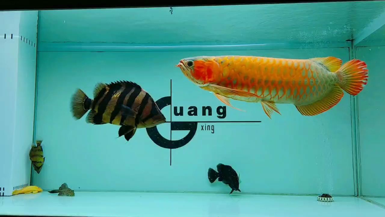 巴西亞魚公母之分圖：地圖魚的公母之分 巴西亞魚