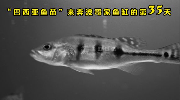 巴西亞魚需要多大魚缸養(yǎng)魚苗：養(yǎng)殖巴西亞魚苗的魚缸大小應(yīng)該如何計(jì)算 巴西亞魚 第3張