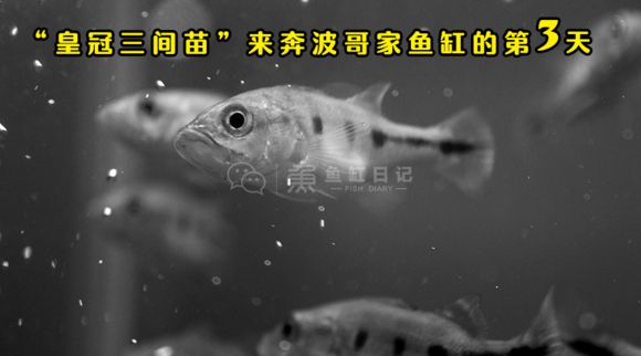 巴西亞魚需要多大魚缸養(yǎng)魚苗：養(yǎng)殖巴西亞魚苗的魚缸大小應(yīng)該如何計(jì)算 巴西亞魚 第4張