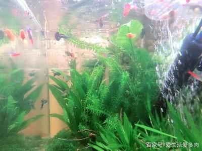 埃及用多大的魚缸養(yǎng)蝦：埃及神仙魚和蝦的飼養(yǎng)需求