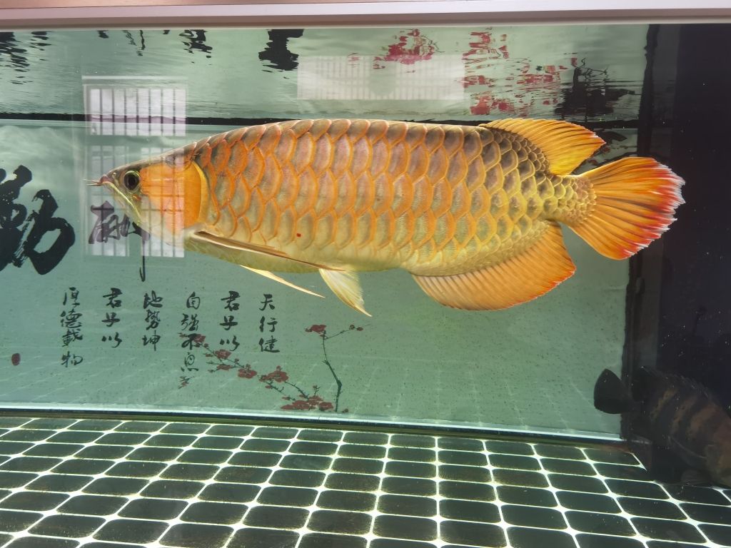 埃及神仙魚(yú)價(jià)格：埃及神仙魚(yú)價(jià)格受到多種因素影響埃及神仙魚(yú)的價(jià)格和挑選事項(xiàng)