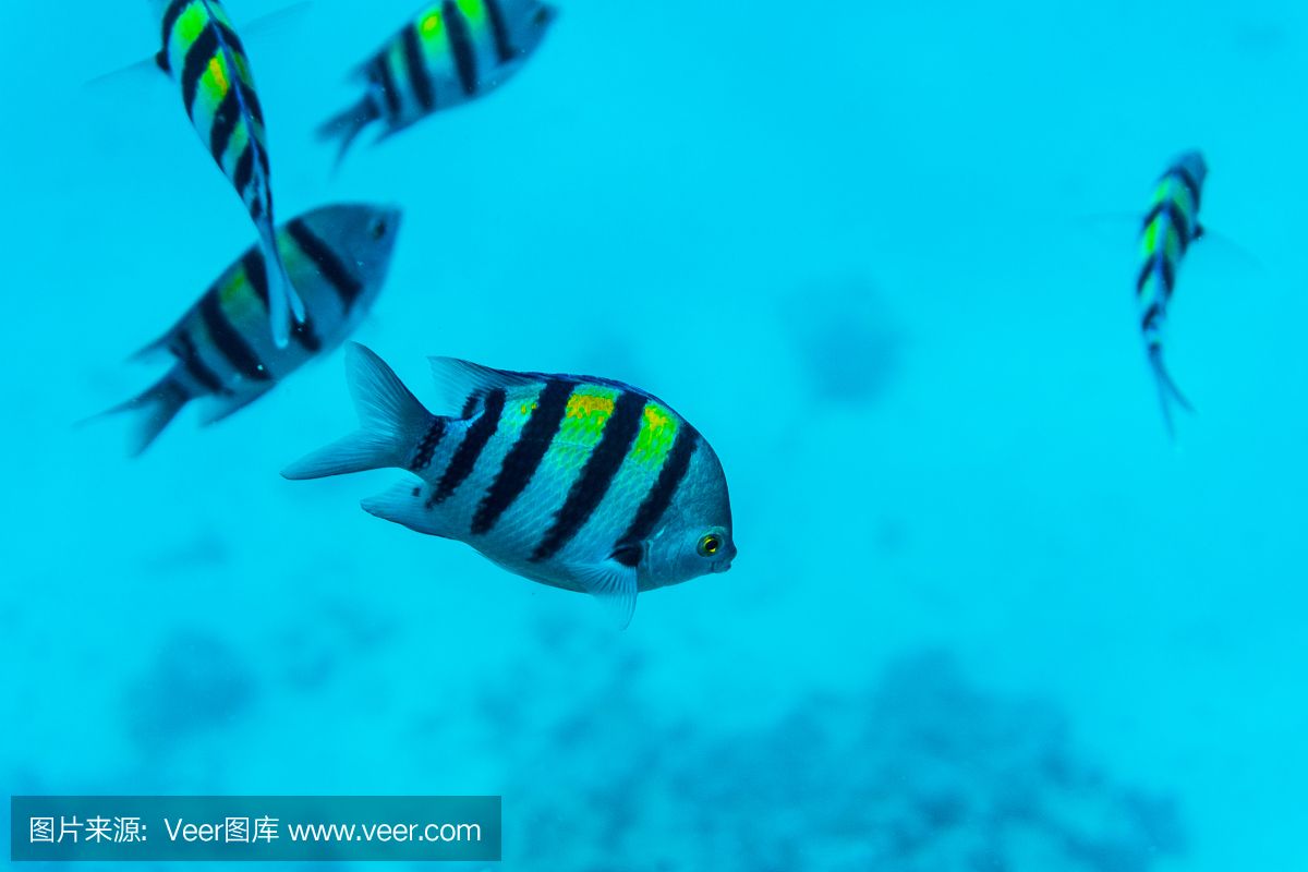 埃及魚是什么魚：埃及埃及艷后魚的特征和飼養(yǎng)方法