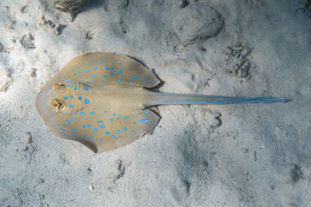 埃及魚是什么魚：埃及埃及艷后魚的特征和飼養(yǎng)方法 埃及神仙魚 第4張