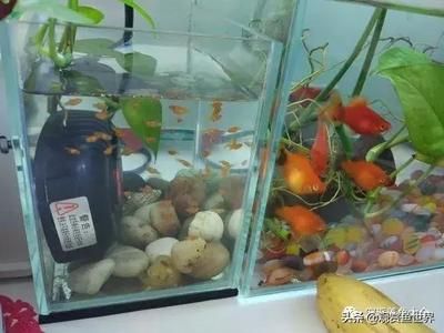 10升的魚缸養(yǎng)多少小魚：10升的魚缸養(yǎng)多少小魚最適合養(yǎng)多少小魚 魚缸定做 第3張