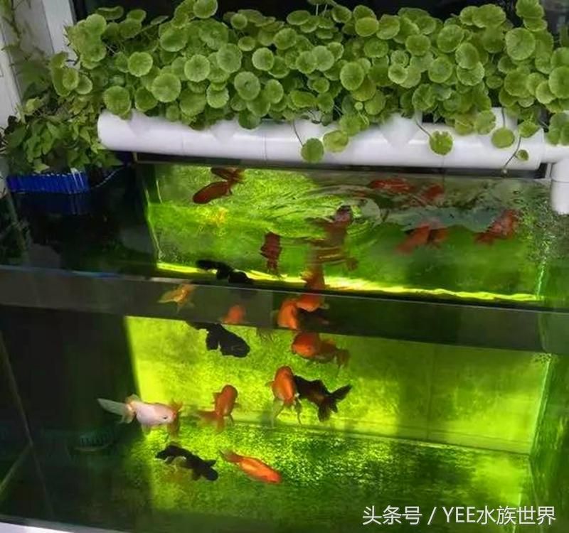 yee魚(yú)缸顯示屏怎么調(diào)：yee魚(yú)缸顯示屏如何調(diào)整？ yee 第3張