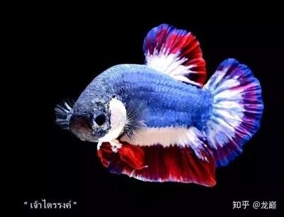 泰虎魚苗怎么養(yǎng)殖方法和技巧視頻：泰虎魚苗怎么養(yǎng)殖方法和技巧