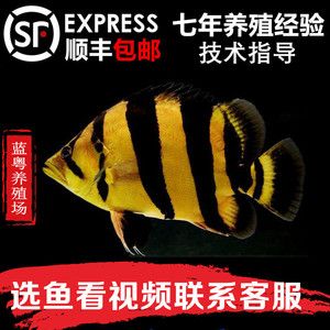 泰虎魚苗怎么養(yǎng)殖方法和技巧視頻：泰虎魚苗怎么養(yǎng)殖方法和技巧