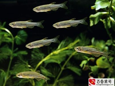 斑馬魚有幾對(duì)須：斑馬魚的基本信息 斑馬狗頭魚 第3張