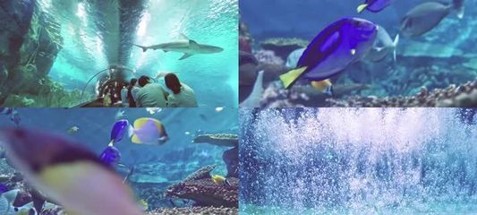 yee水族世界官網(wǎng)：yee水族世界官網(wǎng)是什么？ yee 第1張