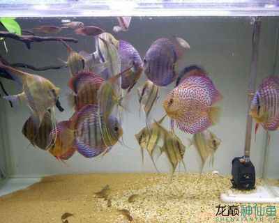 斑馬魚適合什么樣的水質(zhì)魚缸養(yǎng)魚：斑馬魚的飼養(yǎng)環(huán)境 斑馬狗頭魚 第1張