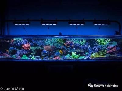 彩蝶tbf魚缸怎么裝燈：在彩蝶tbf魚缸中安裝燈可以為您的水族館提供光照