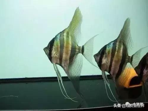 埃及神仙魚(yú)缸水位：埃及神仙魚(yú)的飼養(yǎng)要點(diǎn)