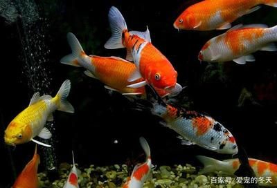 冬天魚缸渾濁：冬季冬季魚缸渾濁怎么辦？ 魚缸百科 第4張