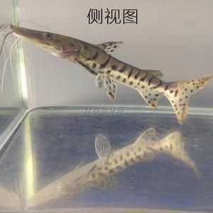 斑馬鴨嘴魚(yú)怎么區(qū)分好壞：如何區(qū)分斑馬鴨嘴魚(yú)的好壞