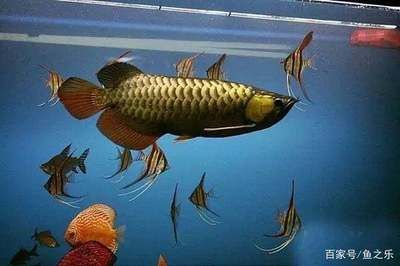 龍魚財神混養(yǎng)：龍魚和財神魚可以混養(yǎng)嗎