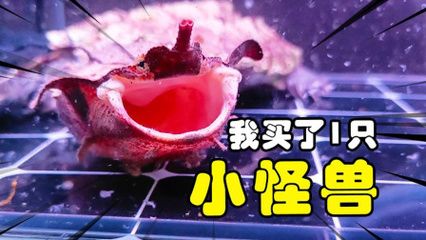 斑馬狗頭魚開箱視頻：關于斑馬狗頭魚開箱的視頻分享