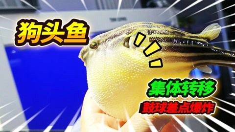 斑馬狗頭魚開箱視頻：關于斑馬狗頭魚開箱的視頻分享 斑馬狗頭魚 第1張