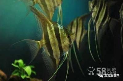 埃及神仙魚缸的燈光：南美埃及神仙缸的燈光設(shè)置 水族燈（魚缸燈） 第4張