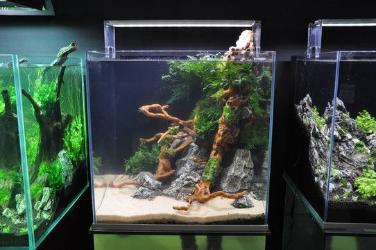 101膠水粘魚缸造景可以嗎：101膠水不適合用于魚缸造景