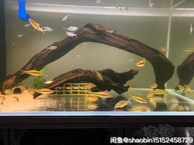 沉木魚缸養(yǎng)什么熱帶魚最好：南美缸造景適合養(yǎng)哪些熱帶魚？ 魚缸百科 第3張