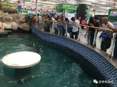 白化觀賞魚用什么燈比較好：對于白化觀賞魚，建議使用白光為主的燈光配置一些紅光 水族燈（魚缸燈） 第4張