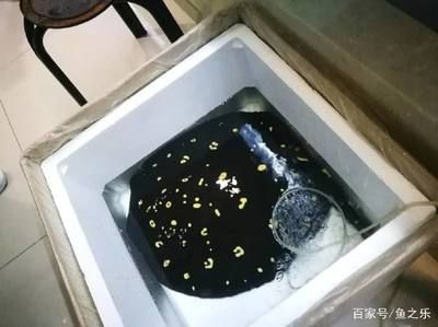 魟魚腹水早期能治療嗎：魟魚腹水早期治療可能性 魟魚百科 第1張