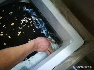 魟魚腹水早期能治療嗎：魟魚腹水早期治療可能性 魟魚百科 第3張