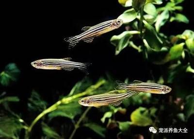 斑馬魚繁殖周期：斑馬魚的繁殖周期大約為7天左右，一年可以繁殖6-7次 斑馬狗頭魚 第3張