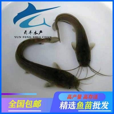 埃及塘角魚：關(guān)于埃及塘角魚的一些詳細信息 埃及神仙魚 第3張