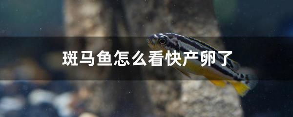 斑馬魚分雌雄：p斑馬魚的性別判斷方法