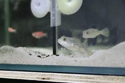 斑馬狗頭用底濾魚缸可以嗎：斑馬狗頭魚的飼養(yǎng)方法 斑馬狗頭魚 第2張