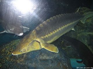 三角龍魚主要以什么為食：三角龍魚主要以什么為食三角龍魚主要以什么為食 龍魚百科 第2張