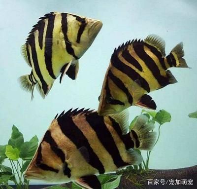 走進(jìn)泰國(guó)虎魚(yú)市場(chǎng)的感受：走進(jìn)泰國(guó)虎魚(yú)市場(chǎng)的感受， 泰國(guó)虎魚(yú) 第3張