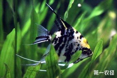 埃及神仙魚怎么挑選最好的魚缸：埃及神仙魚的飼養(yǎng)技巧 埃及神仙魚 第1張