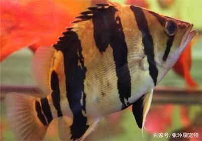 虎魚眼睛內(nèi)白色的眼珠發(fā)黃是什么?。夯Ⅳ~眼睛內(nèi)白色的眼珠發(fā)黃可能是由多種原因引起的 虎魚百科 第3張