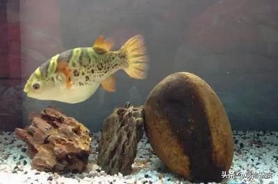 斑馬狗頭魚(yú)適合什么水質(zhì)的魚(yú)缸：斑馬狗頭魚(yú)適合什么樣的水質(zhì)？ 斑馬狗頭魚(yú) 第1張