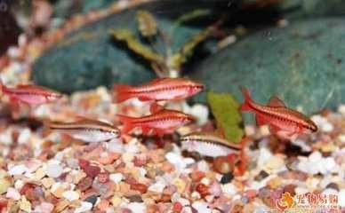 草缸燈魚：草缸燈魚養(yǎng)護(hù)指南 水族燈（魚缸燈） 第3張