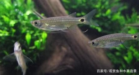 草缸燈魚：草缸燈魚養(yǎng)護(hù)指南 水族燈（魚缸燈） 第4張