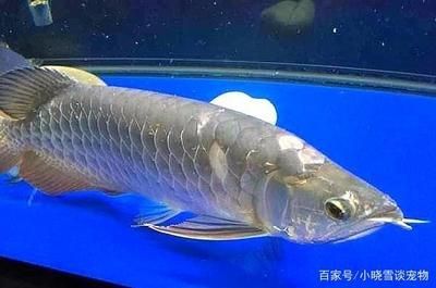 買回來的龍魚不吃食怎么辦：龍魚不吃食怎么辦 龍魚百科 第2張